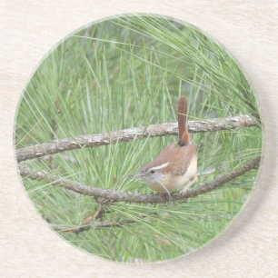 Carolina Wren in Pine Tree Untersetzer