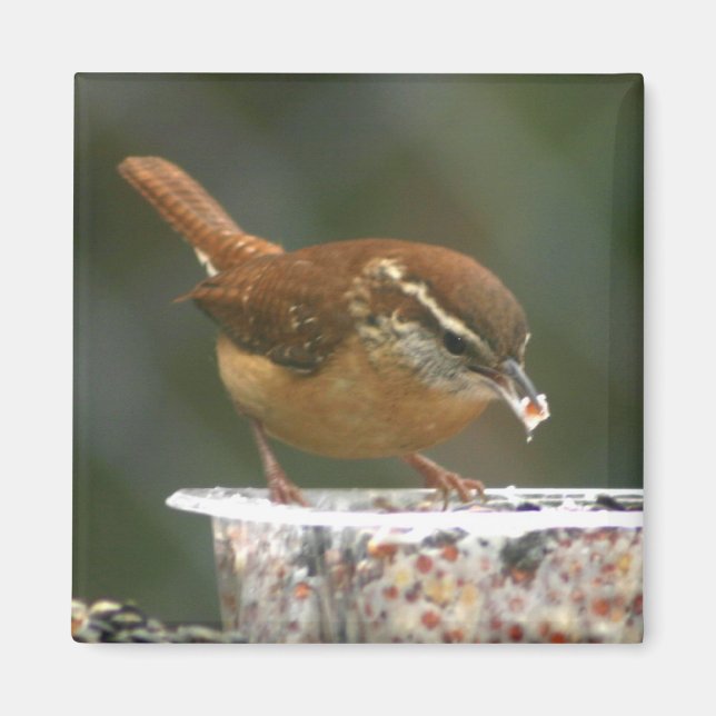 Carolina Wren Magnet (Vorne)