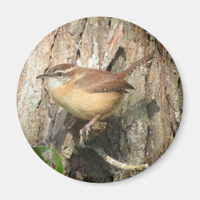 Carolina Wren Magnet (Vorne)