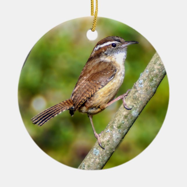 Carolina Wren Ornament (Vorne)