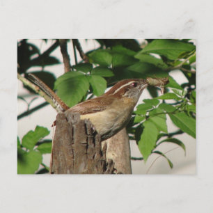 Carolina Wren Postcard Postkarte