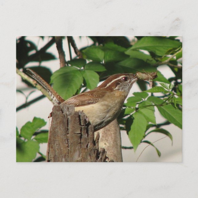 Carolina Wren Postcard Postkarte (Vorderseite)