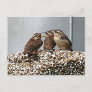 Carolina Wren Postkarte