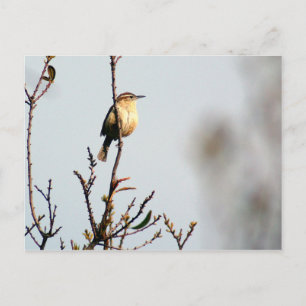 Carolina Wren Postkarte