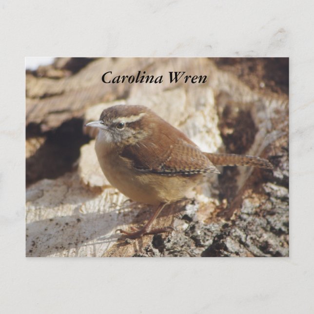 Carolina Wren Postkarte (Vorderseite)
