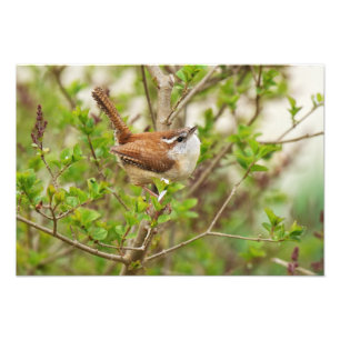 Carolina Wren Print Fotodruck