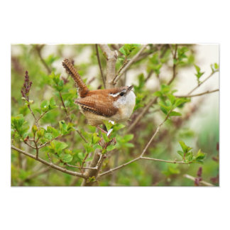 Carolina Wren Print Fotodruck