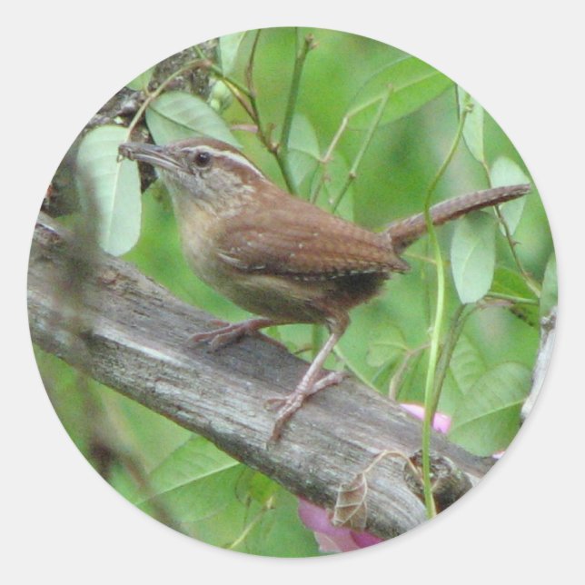 Carolina Wren Sticker (Vorderseite)
