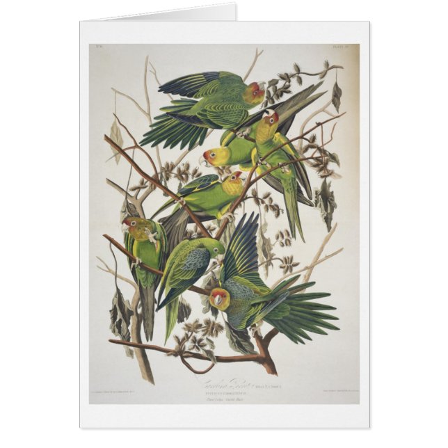 CarolinaParakeet, "von den Vögeln von Amerika", (Vorne)