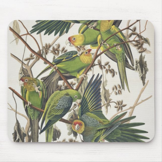 CarolinaParakeet, "von den Vögeln von Amerika", Mousepad (Vorne)