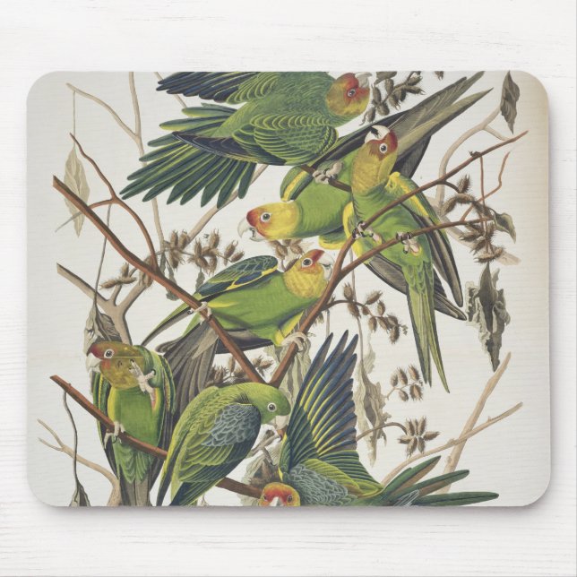 CarolinaParakeet, "von den Vögeln von Amerika", Mousepad (Vorne)