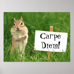 Carpe Diem Chipmunk mit Sign Poster