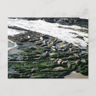Carpinteria Siegel Sanctuary Postkarte