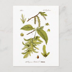 Carpinus betulus (Europäischer Hornstrahl) Postkarte