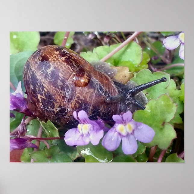 Carred Muschel Poster (Vorne)