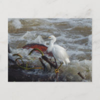 CARRIBEAN BIRD POSTCARD #1