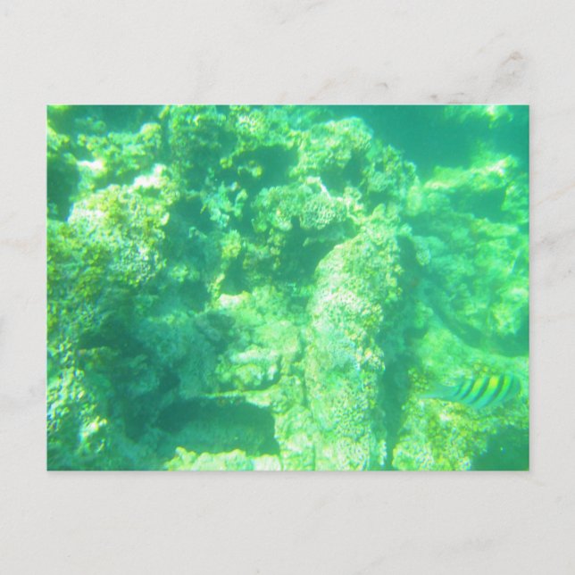 CARRIBEAN SEA POSTCARD 13 POSTKARTE (Vorderseite)