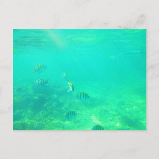 CARRIBEAN SEA POSTCARD 14 POSTKARTE (Vorderseite)