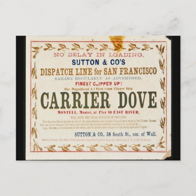 Carrier Dove Clipper Segeln Postkarte (Vorderseite)