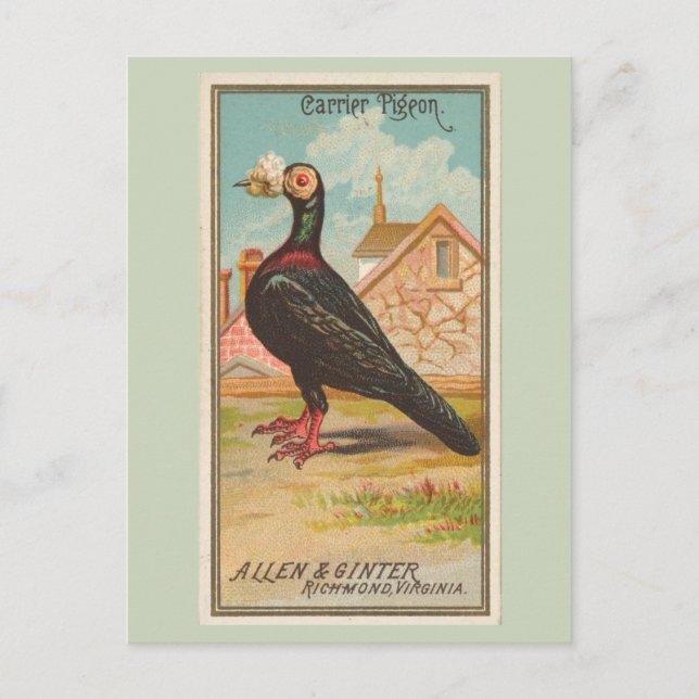 Carrier Pigeon Postkarte (Vorderseite)