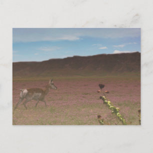 Carrizo Schlichtes Nationaldenkmal Postkarte