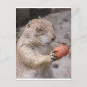 Carrot (Begriffsklärung) Postkarte