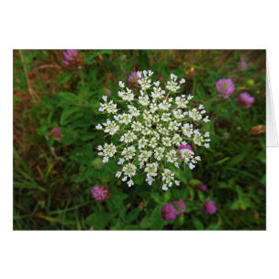 Carrot Blossom
