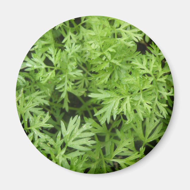 Carrot Tops Magnet (Vorne)