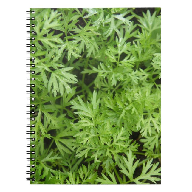 Carrot Tops Notebook Notizblock (Vorderseite)