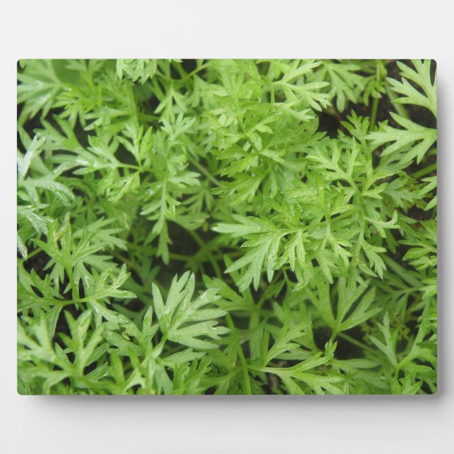 Carrot Tops Plaque Fotoplatte (Vorderseite)
