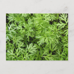Carrot Tops Postcard Postkarte