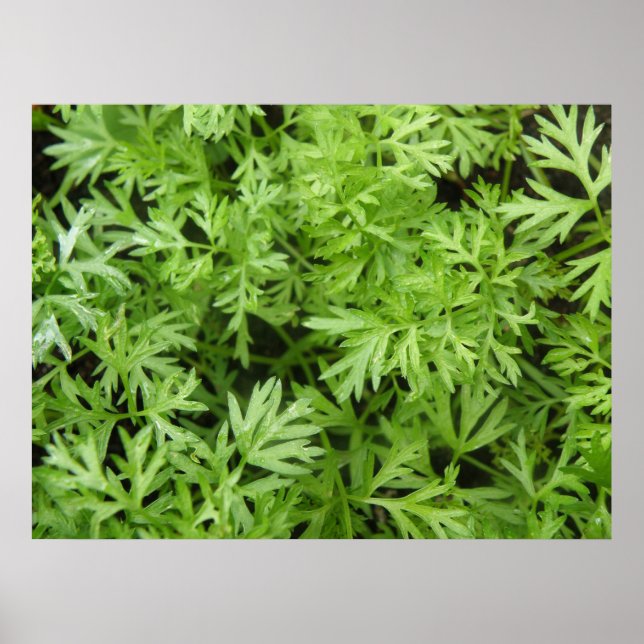 Carrot Tops Print Poster (Vorne)