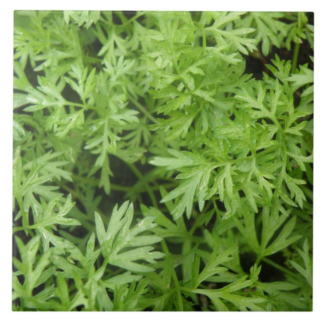 Carrot Tops Tile Fliese (Vorderseite)