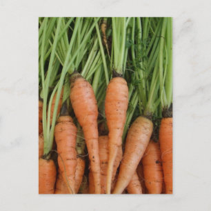 Carrots Postkarte