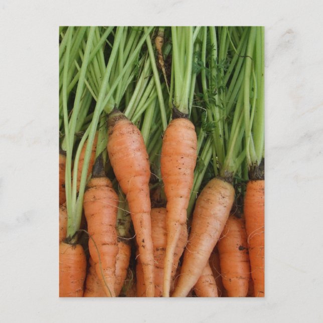 Carrots Postkarte (Vorderseite)