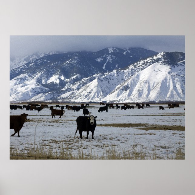 Carson Valley Poster (Vorne)