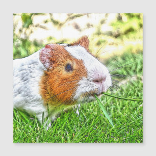 CArt Guinea Pig Magnetkarte