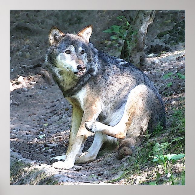 CArt Wolf Poster (Vorne)