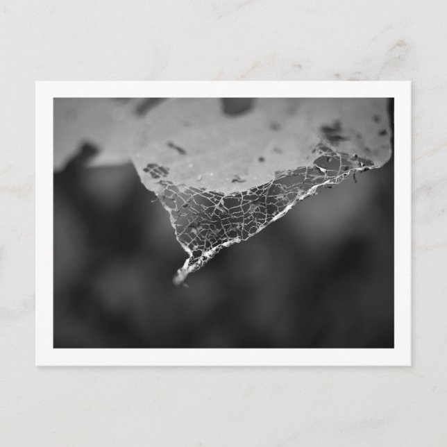 Cartão Postal - Folha teia (Nº 1) Postkarte (Vorderseite)