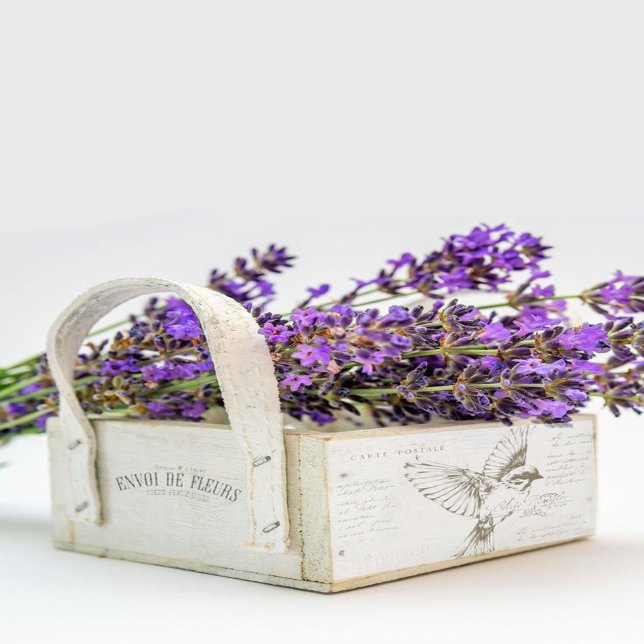 Carte Postale Bird Französisches Drehbuch Sepia Seidenpapier (Von Creator hochgeladen)