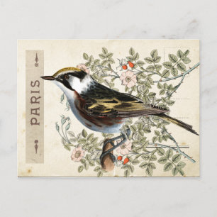 Carte Postale Bird Set 2 von 4 (Paris Rose Bird) Postkarte