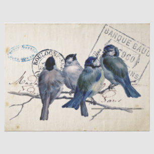 Carte Postale Blue Bird Chickadee Frankreich Postm Seidenpapier