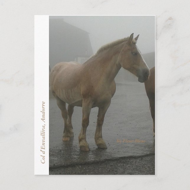 Carte postale cheval sous la pluie postkarte (Vorderseite)
