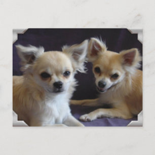 Carte postale chien chihuahua Spaß Postkarte