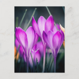Carte postale Crocus Postkarte