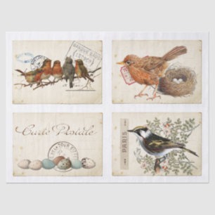 Carte Postale French Bird Nest and Eggs Set Seidenpapier