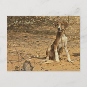 Carte postale Idi du Sahel Postkarte
