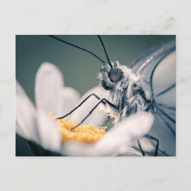 Carte postale papillon Gazé Postkarte (Vorderseite)