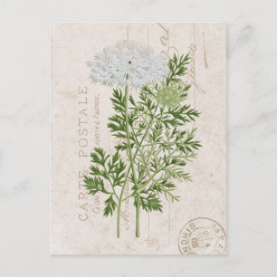 Carte Postale Queen Anne's Lace Französisch-Floral Postkarte