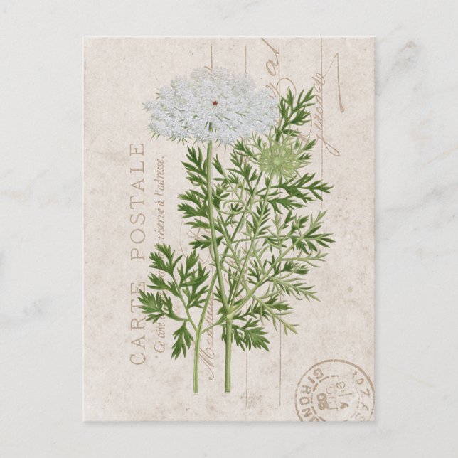 Carte Postale Queen Anne's Lace Französisch-Floral Postkarte (Vorderseite)